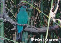 propagace dvur_kralove 1077