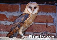 propagace dvur_kralove 998