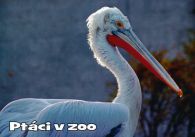 propagace dvur_kralove 1002