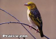propagace dvur_kralove 1078