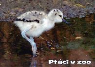 propagace dvur_kralove 1033
