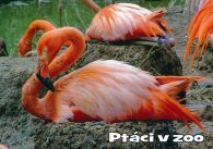 propagace dvur_kralove 1000