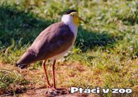 propagace dvur_kralove 1037