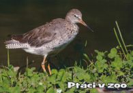 propagace dvur_kralove 1042