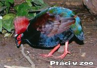 propagace dvur_kralove 1127