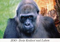propagace dvur_kralove 481