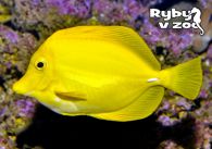 propagace dvur_kralove 1296