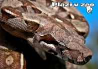 propagace dvur_kralove 1131
