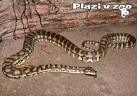 propagace dvur_kralove 1132