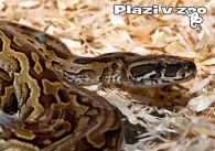 propagace dvur_kralove 1133