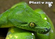 propagace dvur_kralove 1136