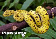 propagace dvur_kralove 1154