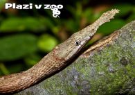 propagace dvur_kralove 1138