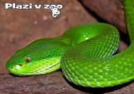 propagace dvur_kralove 1155