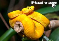 propagace dvur_kralove 1152