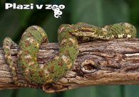 propagace dvur_kralove 1159