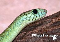 propagace dvur_kralove 1173