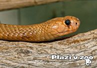 propagace dvur_kralove 1174