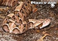 propagace dvur_kralove 1170