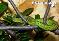 propagace dvur_kralove 1153