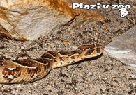 propagace dvur_kralove 1163