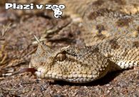 propagace dvur_kralove 1169