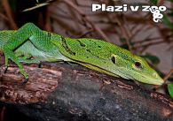 propagace dvur_kralove 1218