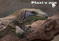 propagace dvur_kralove 1219