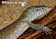 propagace dvur_kralove 1221