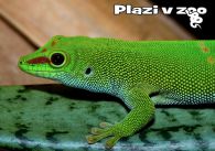 propagace dvur_kralove 1178