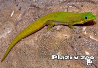 propagace dvur_kralove 1179