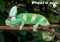 propagace dvur_kralove 1204