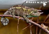 propagace dvur_kralove 1205