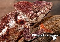propagace dvur_kralove 1206