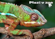 propagace dvur_kralove 1207
