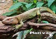 propagace dvur_kralove 1214