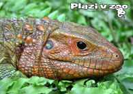 propagace dvur_kralove 1215