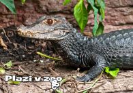 propagace dvur_kralove 1230