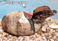 propagace dvur_kralove 1231