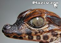 propagace dvur_kralove 1232