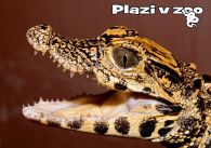 propagace dvur_kralove 1233