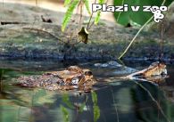 propagace dvur_kralove 1228