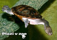 propagace dvur_kralove 1253