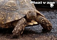 propagace dvur_kralove 1240