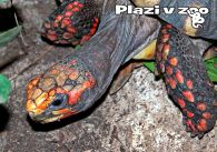 propagace dvur_kralove 1241
