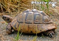 propagace dvur_kralove 1239