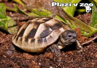propagace dvur_kralove 1243