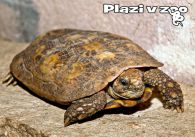 propagace dvur_kralove 1247
