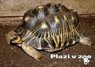 propagace dvur_kralove 1246