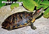 propagace dvur_kralove 1248